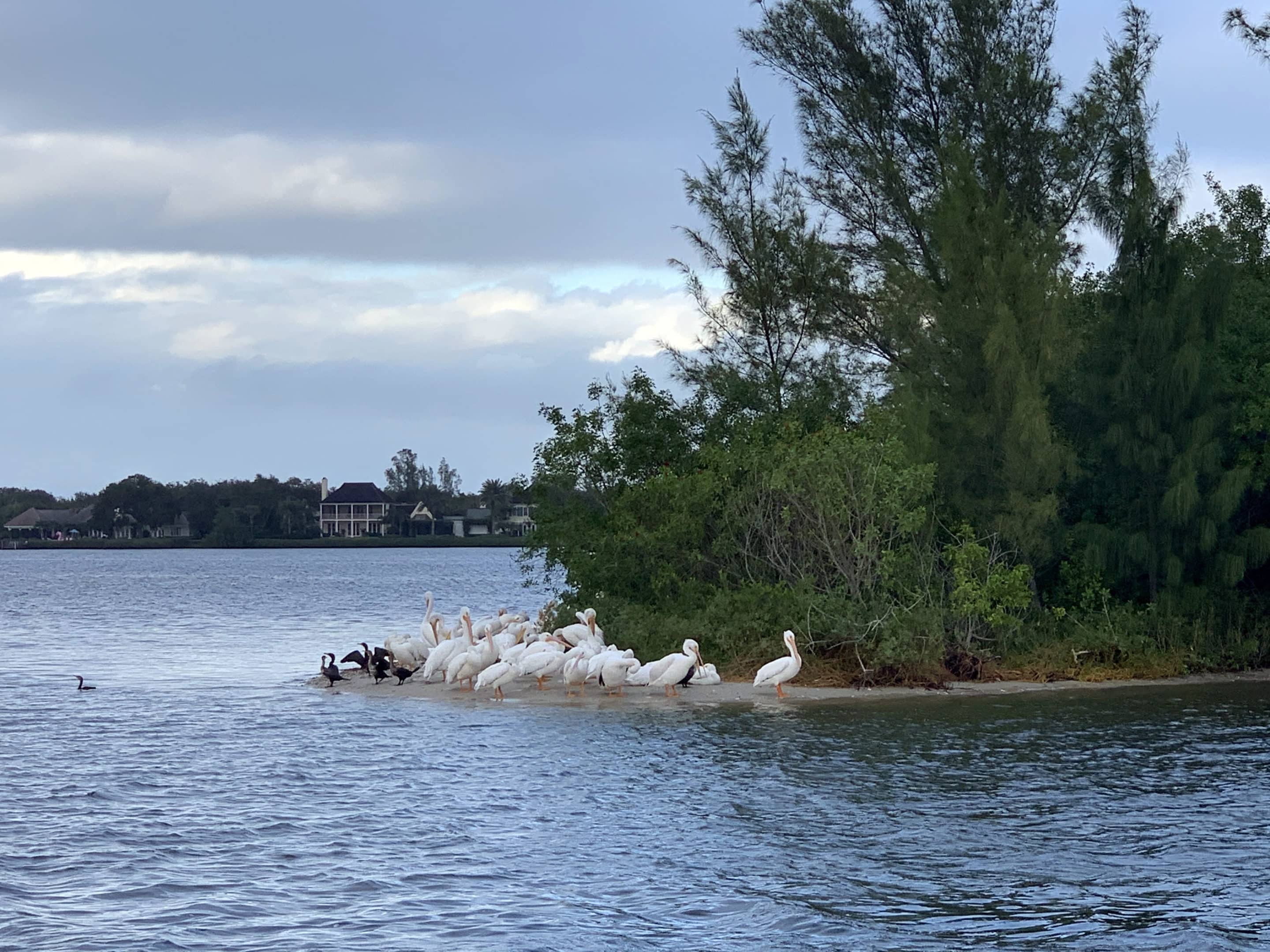 White Pelicans on a boat tour in vero beach
