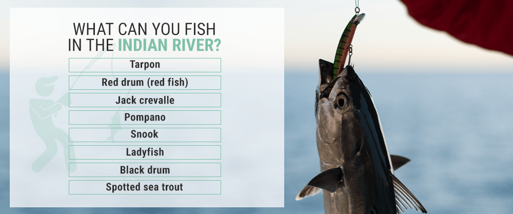 What Can You Fish in the Indian River?