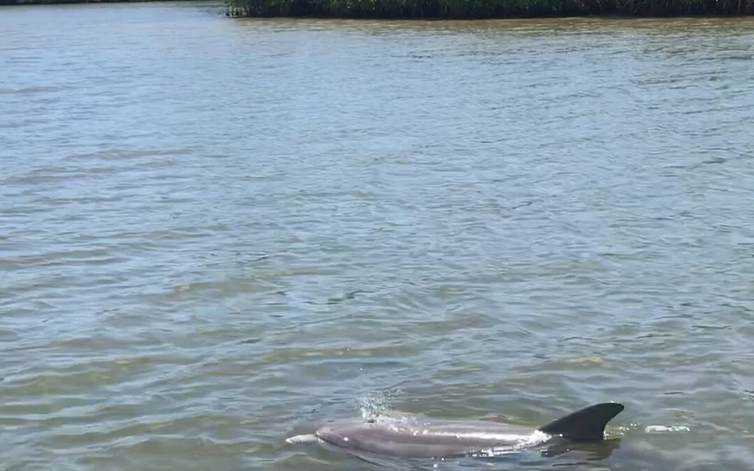 VERO BEACH SIGHTSEEING BOAT TOUR: DOLPHINS IN THE INDIAN RIVER LAGOON