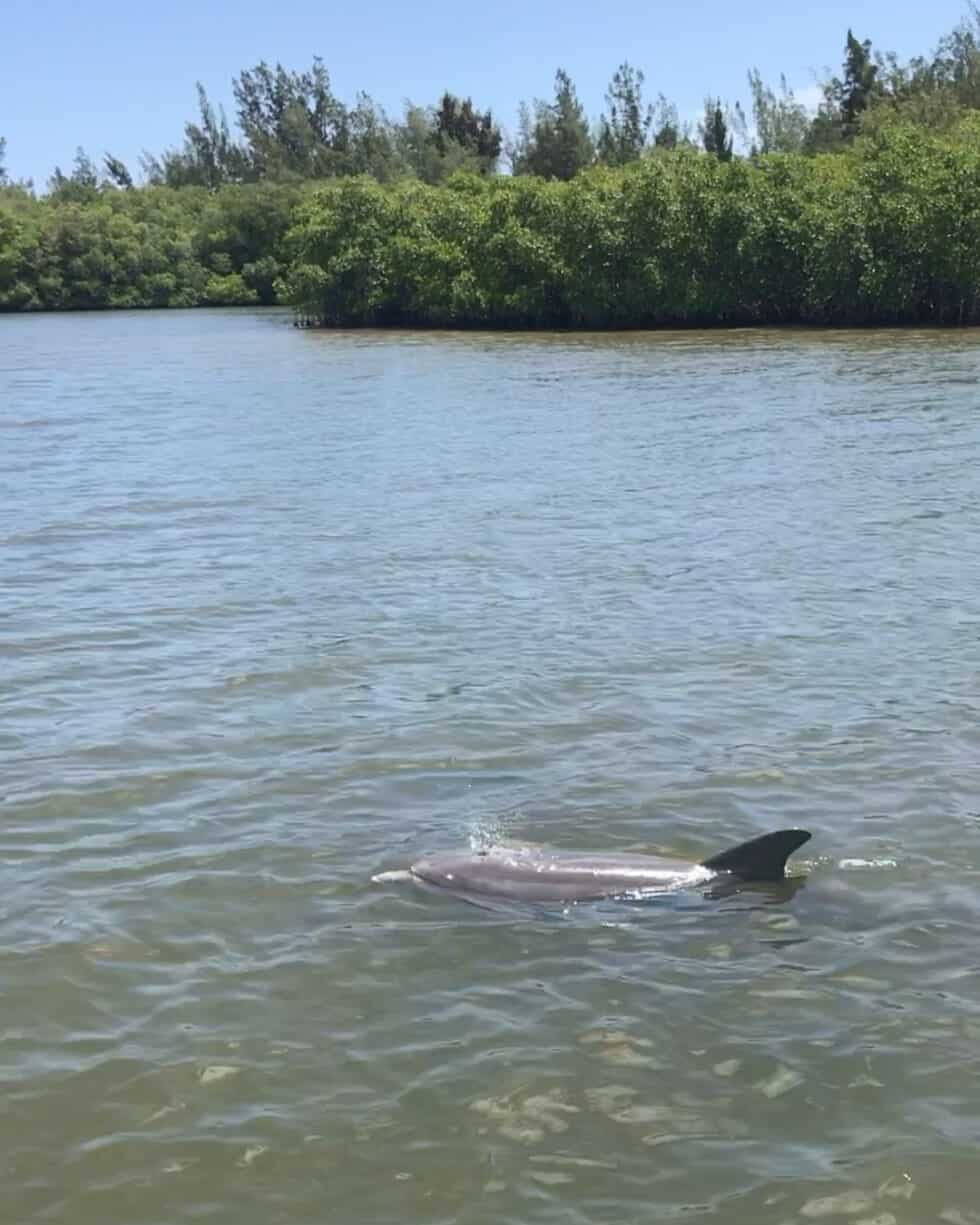 SIGHTSEEING IN VERO BEACH INDIAN RIVER LAGOON DOLPHINS Vero Tackle