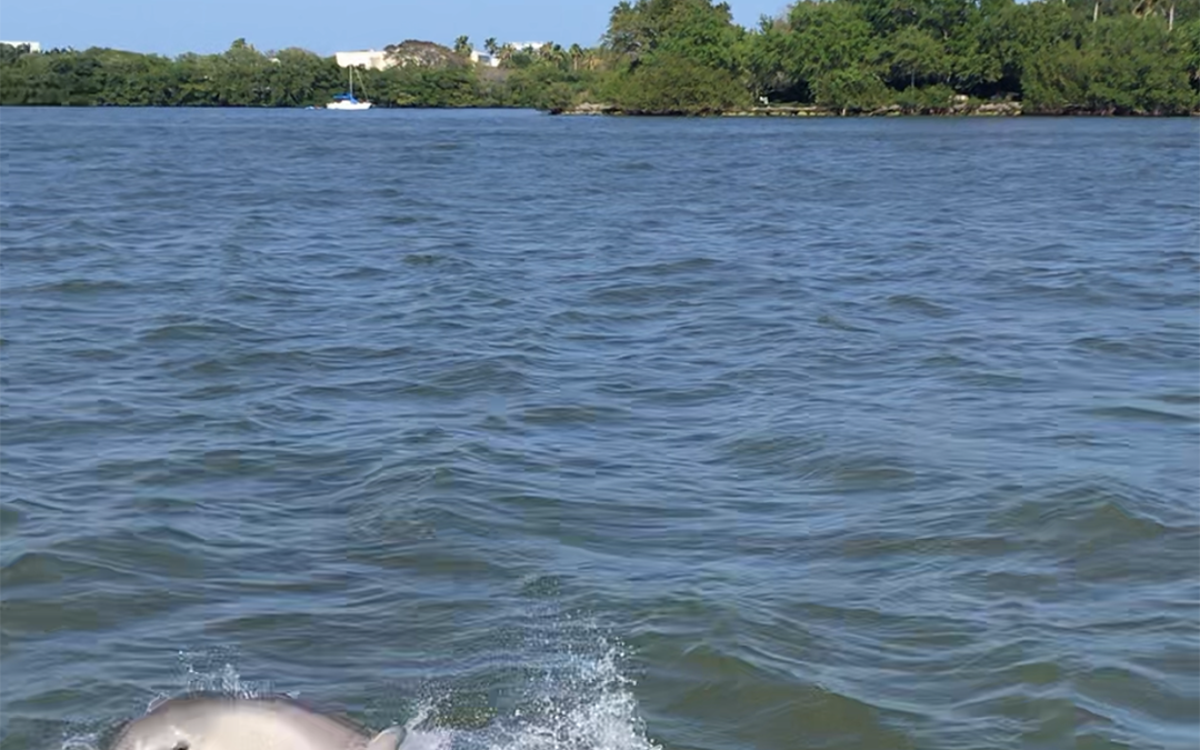 SIGHTSEEING IN VERO BEACH: INDIAN RIVER LAGOON DOLPHINS