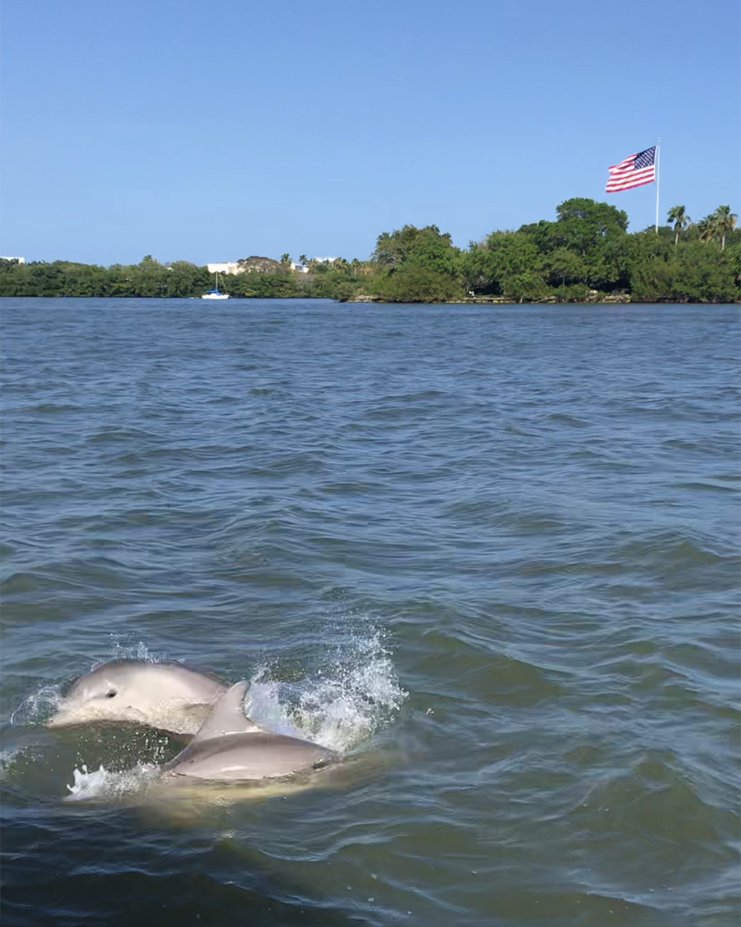 Dolphin Boat Tour